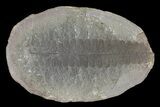 Pecopteris Fern Fossil (Pos/Neg) - Mazon Creek #72363-2